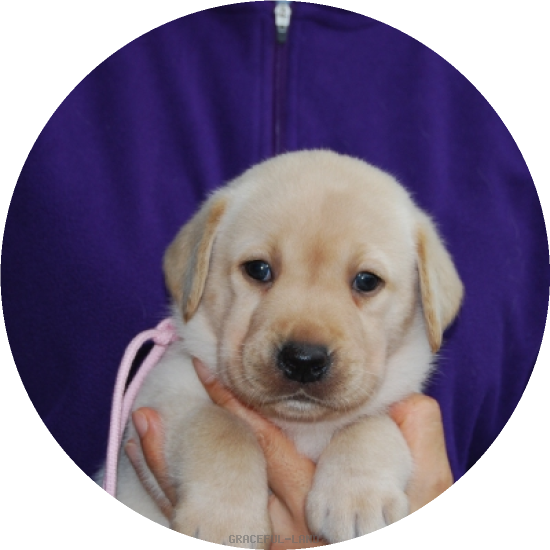 女の子(ピンク母マリー)(A child of & マリー) 女の子(ピンク母マリー)